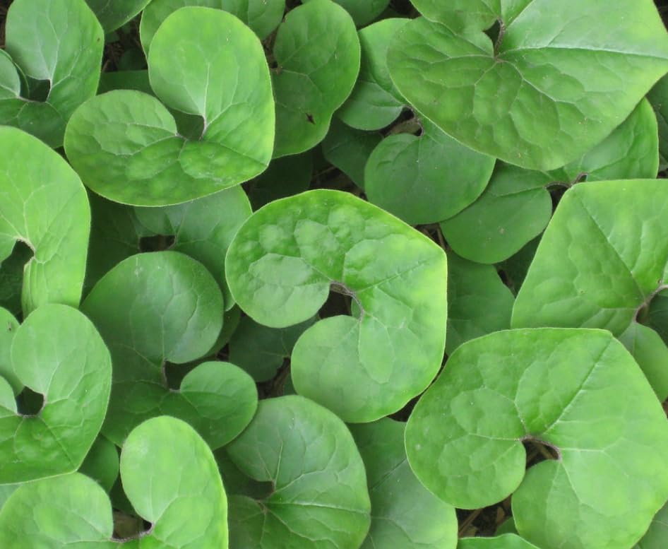 20 Wild Ginger Roots - Canadian Ginger Live Plants - Image 7