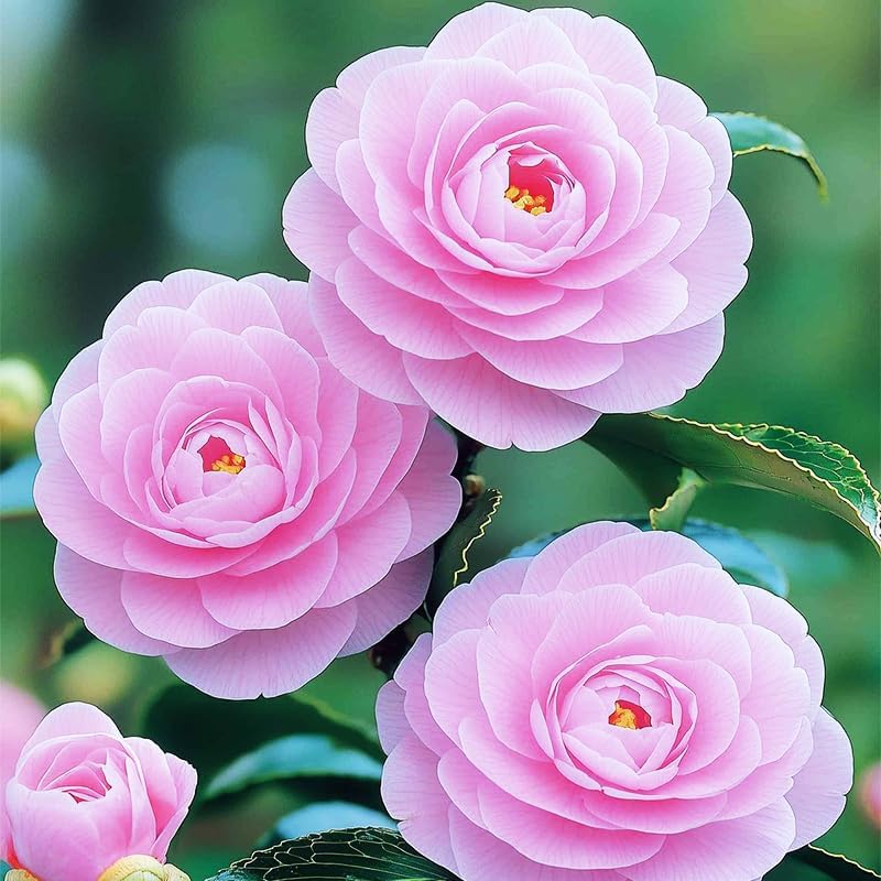 15+ Mix Camellia Flower Seeds for Planting-Non-GMO Heirloom Plant Seeds Garden Outdoor - Image 3