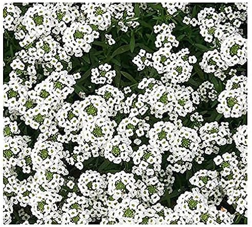 8000 Sweet Alyssum Seeds - Carpet of Snow - Great Ground Cover by MardeRossCompany
