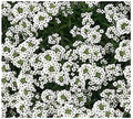 8000 Sweet Alyssum Seeds - Carpet of Snow - Great Ground Cover by MardeRossCompany