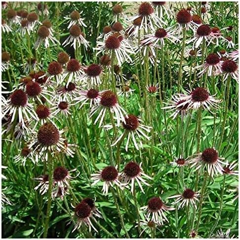 Everwilde Farms - 1 Lb Pale Purple Coneflower Native Wildflower Seeds - Gold Vault - Image 4