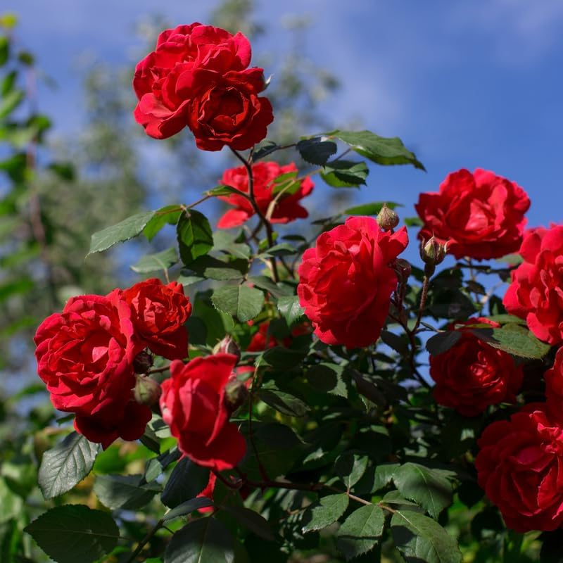 Red Climbing Roses Live Plant - Small Size, Heirloom Climbing Rose Bush, Fragrant High-Yielding Perennial Flowering Vine for Trellis & Fence - Image 5