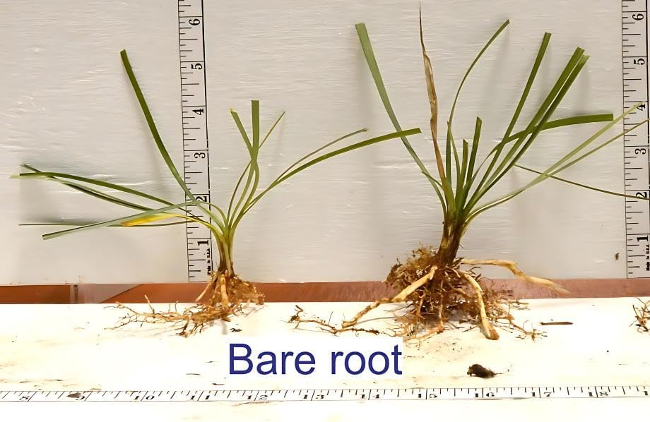 Creeping Lily Turf, 50 Bare Root Plants - Image 6