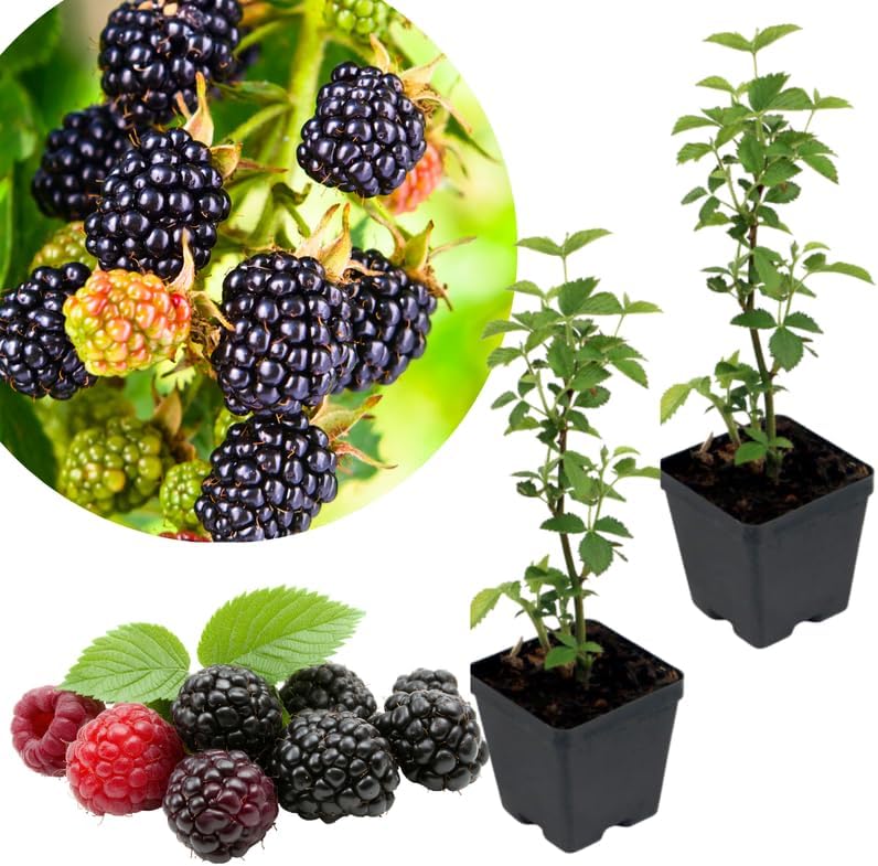 2 Common BlackBerry Plants Live for Planting, High Yielding, Sweet Juicy Berries for Your Garden, 4-6" in Tall, Cold Hardy, Dormant in Winter, No Pot by Unknown