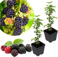 2 Common BlackBerry Plants Live for Planting, High Yielding, Sweet Juicy Berries for Your Garden, 4-6" in Tall, Cold Hardy, Dormant in Winter, No Pot by Unknown