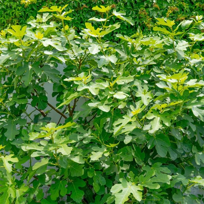 Fig Tree Chicago Hardy Live Plant (4 Pack) Cold-Hardy Live Plants to -10°F | Easy to Grow Plants | Edible Fruit Plant | Grow Your own Food on Your Edible Organic Garden| Live for Planting. - Image 6