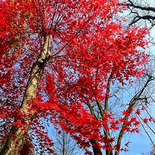 29+ Bonsai Red Maple Tree Seeds for Planting,Dwarf Red Japanese Maple Seeds,Acer Palmatum Shade Tree Seed Shade & Ornamental Trees Fast Growing for Farms & Patio Outdoor Garden - Image 5