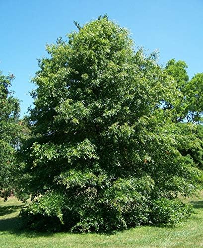 Pin Oak Tree - Fast Growing Hardwood - Live Plant Shipped 2 to 3 Feet Tall by DAS Farms - Image 4