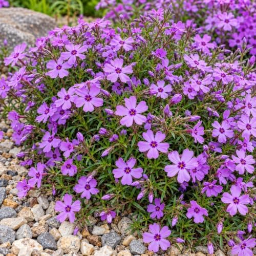 6 Purple Beauty Creeping Phlox Ground Covers - Live Plants - 4" Pots - Image 6