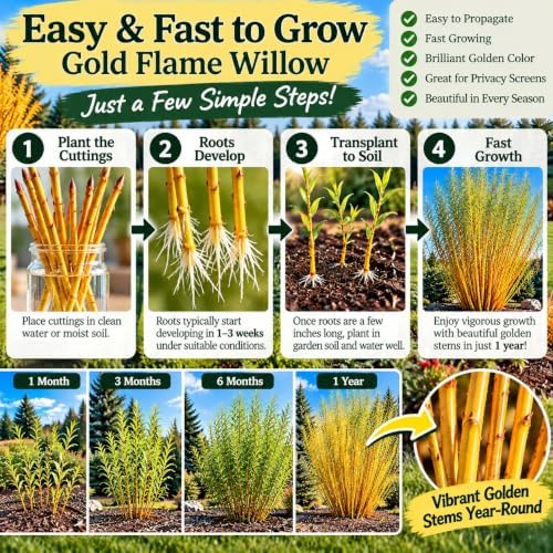 Gold Flame Willow Cuttings for Planting - Fast Growing Live Willow Tree Starts, Brilliant Golden Yellow Branches, Ornamental Privacy Screen, Windbreak and Landscape Trees, 5 Cuttings - Image 3