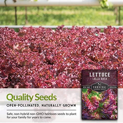 Lolla Rosa Lettuce Seeds for Planting, Red Leaf Variety - 2 Packs - Image 7