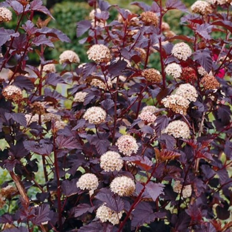2 Ninebark Shrub Live Plant, 12-18 Inch Tall in 2.5 Inch Pot, Well-Rooted Starter, Hardy Flowering Deciduous Plant for Backyard and Garden - Image 4