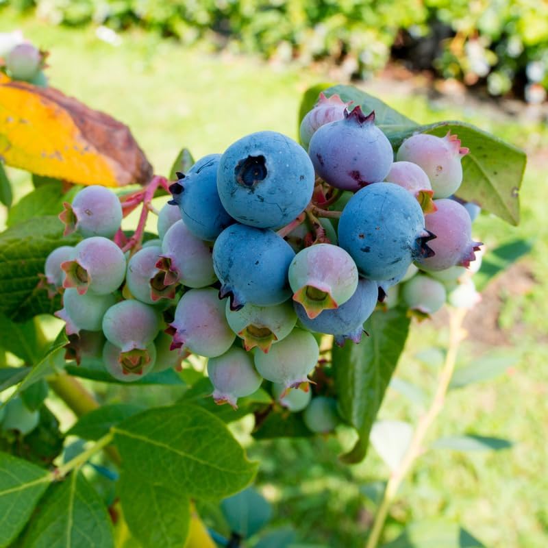 2 Duke Blueberry Plants Live, Sweet Berry Shrub, 5-12" Tall - Image 5