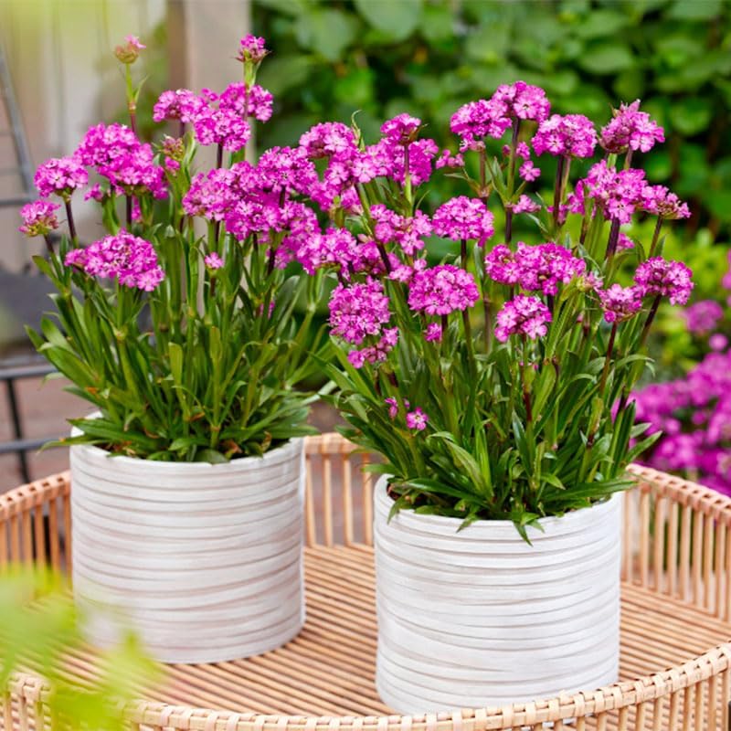 1000+ Perennial Lychnis Pink Flower Seeds for Planting - Hardy Perennial Bright Pink Wildflower,Drought Tolerant - Image 3