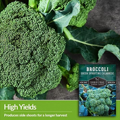 Green Sprouting Calabrese Broccoli Seeds for Planting (1 Pack) - Image 4