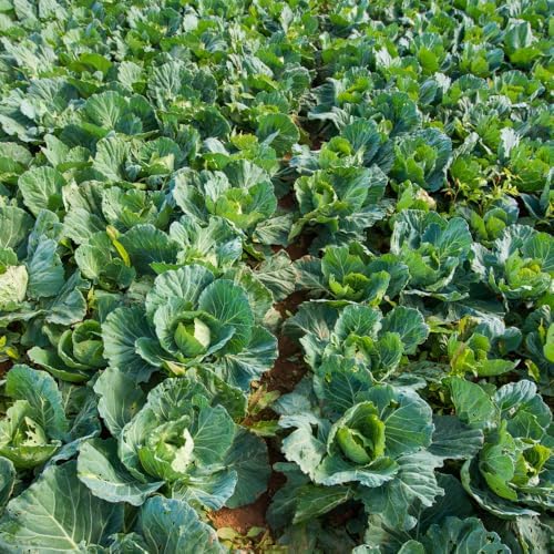 500 Cabbage for Garden Vegetable Seeds, Seeds for Planting - Image 5
