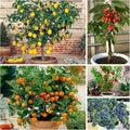 Mix Dwarf Bonsai Fruit Tree Seeds for Planting, 40+ Lemon Tree Seeds 40+ Cherry Tree 40+ Orange 40+ Apple 20+ Blueberry, Organic Fruit Seeds, 5 Variety Individual Packs by WivolibeSeeds