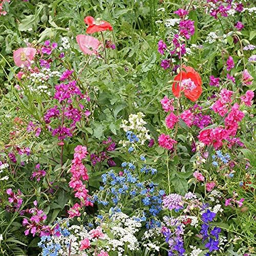 Outsidepride Partial Shade Wild Flower Seed Mix for All States - 1/4 lb. Premium Blend of Annual & Perennial Wildflowers, Perfect for Partial Shade Areas, & Outdoor Planting for Gardens & Lawns - Image 2