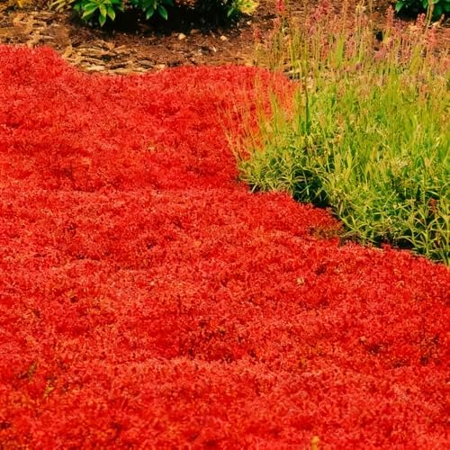 15000pcs Red Creeping Thyme Seeds Ground Cover,Thyme Seeds for Planting Indoors,Thymus Seed Perennial Flower Non-GMO Heirloom for Home Garden - Image 4