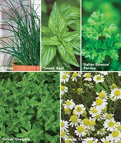 Burpee Culinary Classics Garden Collection 10 Packets of Non-GMO Chives, Cilantro, Basil, Sage, Thyme, Dill, Parsley, Chamomile, Marjoram & Oregano | Kitchen Herb Variety Pack, Seeds for Planting - Image 5
