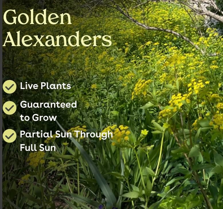 6 Golden Alexanders Live Plants (Zizia Aurea) Live Plants – Early-Blooming Native Perennial, Yellow Umbel Flowers, Host Plant for Black Swallowtail, Full Sun to Part Shade Flowers - Image 3