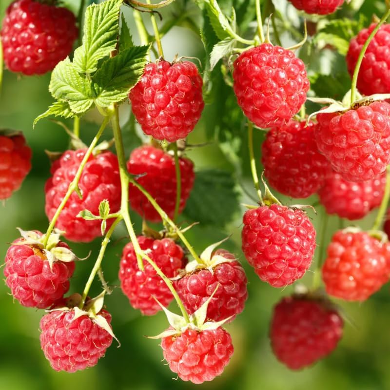 2 Caroline Red Raspberry Plants Live, Berry Fruit Tree Outdoor, 5-10" Tall - Image 2