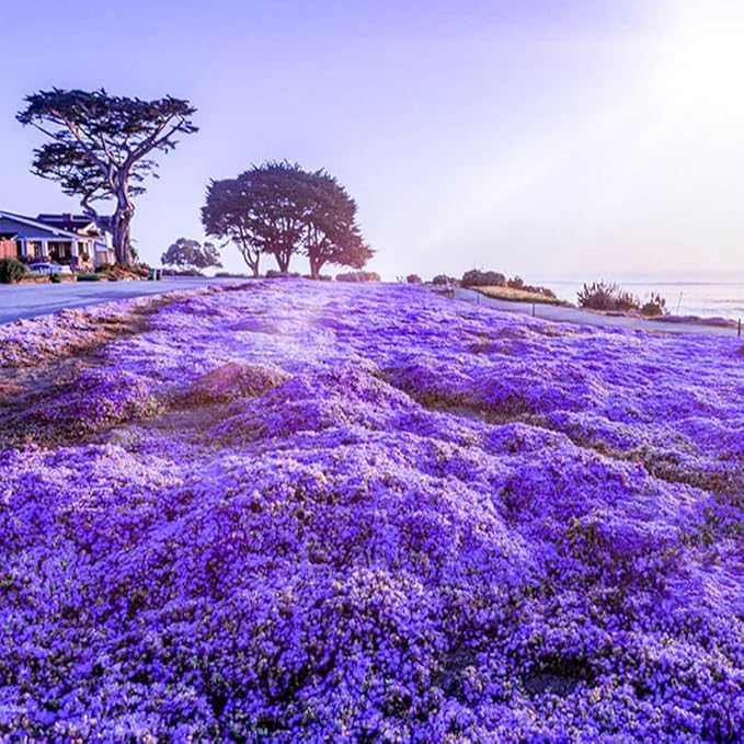 20000+Creeping Thyme Seeds for Planting Outdoor-Heirloom Thymus Serpyllum Ground Cover Plants Plant in Your Home Garden - Image 3