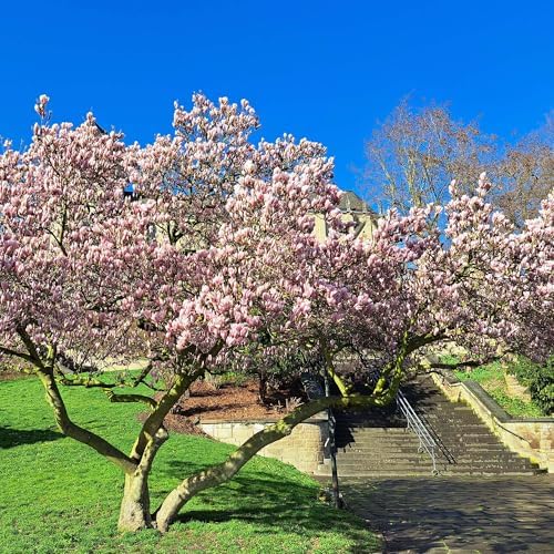 Perfect Plants Jane Magnolia Tree, 1 Gallon, Live Plant - Image 3