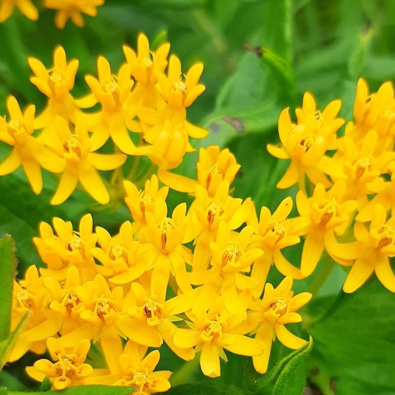 3 Yellow Milkweed Live Plants, Hardy Milkweed Shrub, 4-9 Inches - Image 6