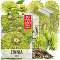 Seed Needs Envy Zinnia Seeds to Plant Cut Flowers - 10 Packs by SeedNeeds