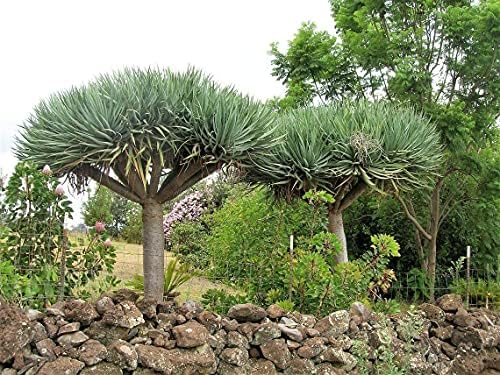 Dragon Tree Seeds to Grow - 10 Seeds - Dracaena Draco Seeds for Planting - Exotic Tree Seeds - Indoor Bonsai Tree - Image 3