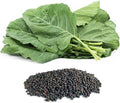 Georgia Southern Collard Greens (Brassica oleracea) Seeds, Non-GMO Heirloom for Planting, 32K Fresh Seeds for Indoor and Outdoor Gardening – Tender, Flavorful Leaves for Extended Harvests by BmoreSpicy