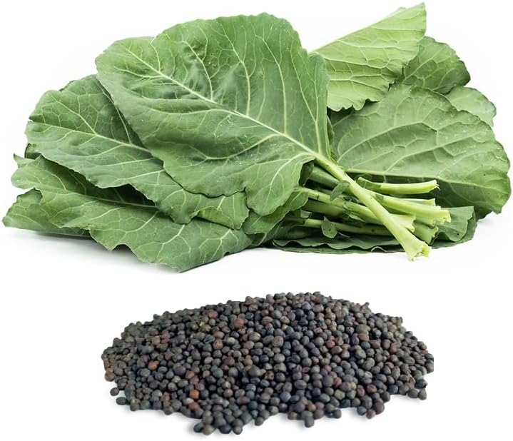 Georgia Southern Collard Greens (Brassica oleracea) Seeds, Non-GMO Heirloom for Planting, 300 Fresh Seeds for Indoor and Outdoor Gardening – Tender, Flavorful Leaves for Extended Harvests by BmoreSpicy