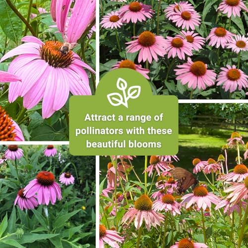 Sow Right Seeds - Purple Coneflower Seed for Planting Perennial Wildflower - Image 6