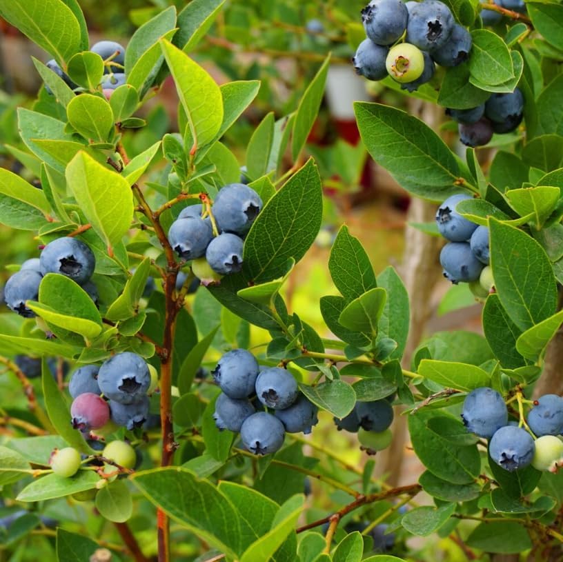 Pack 2 Top Hat Blueberry Bush Live Plant Vibrant Blue Berries Blueberry Plant Live for Planting, 5-10 Inc Tall 4 Inc Pot - Image 5