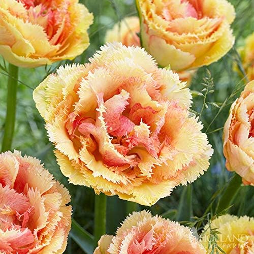 Vaya Con Dios Double Tulip Flower Bulbs - 10 Bulbs per Pack - Pleasantly Scented - Good as Cut Flowers - Easy to Grow Live Plants - Outdoor Garden by HollandBulbFarms