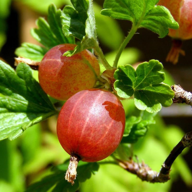 Red Gooseberry Live Plant, Berry Tree, 5-9 Inch Tall - Image 6