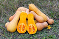 Butternut Squash Seeds for Planting - 100+ Non-GMO Heirloom Waltham Butternut Sweet Winter Squash Seeds, High-Yield, Non-GMO Heirloom, Long Storage Life for Home Garden by WivolibeSeeds
