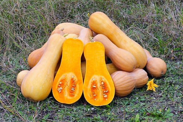 Butternut Squash Seeds for Planting - 100+ Non-GMO Heirloom Waltham Butternut Sweet Winter Squash Seeds, High-Yield, Non-GMO Heirloom, Long Storage Life for Home Garden by WivolibeSeeds