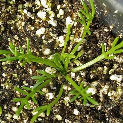 Seed Needs Chamomile Seeds Variety Pack of 2 Non-GMO & Heirloom Tea Herbs - Image 7