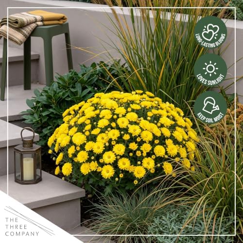 Chrysanthemum (Color Match Deco Pot), Yellow Blooms, Live Fall Flowering Perennial, 15" Tall by 12" Wide in 3 Qt Pot - Image 7