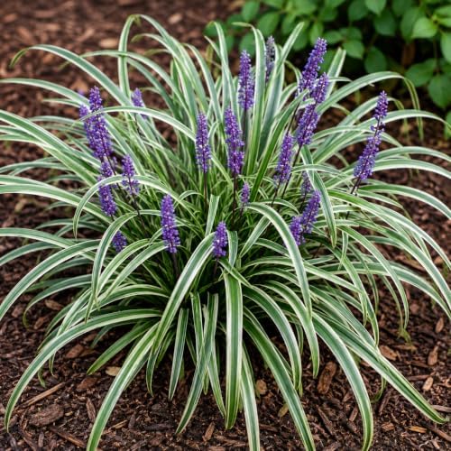 Silver Dragon Lilyturf Grass - 4" Pot - Image 6