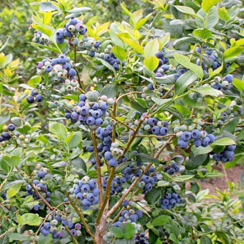Northern Highbush Blueberry Live Plant, Edible Blueberries Plant, 4" Pot - Image 2