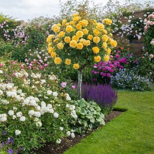 295+ Rose Tree Seeds, Perennial Flower Bush for Outdoor Home Garden Yard Landscape Decoration, Hardy Ornamental Flowering Shrub Gardening Gift - Image 5