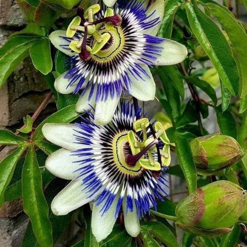 2 Blue Passiflora Plants, Colorful Passion Flower Vines, 4-7'' Tall - Image 5