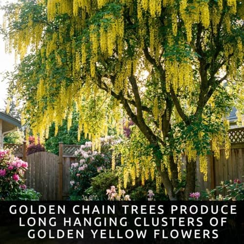 Golden Chain Tree Saplings for Growing | Flowering Ornamental Tree Seedlings | Laburnum Trees with Stunning Yellow Blooms | Dormant Live Plants (2 Trees) - Image 2