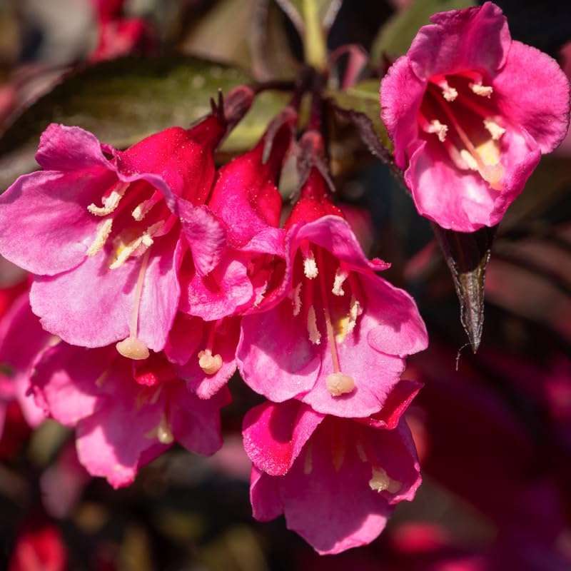 Pink Blossom Weigela Florida Live Plant, Quart Pot, Vigorous Flowering Shrub for Pollinator Gardens and Yards - Image 4