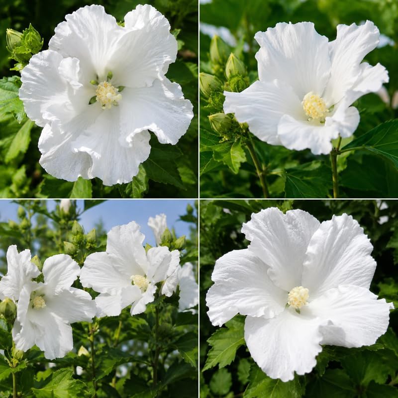 White Althea Live Plants (Rose of Sharon), 8-12" Tall Quart Pot Flowering Trees, Hibiscus Shrubs for Outdoor Planting, Landscaping & Garden Bed - Image 4