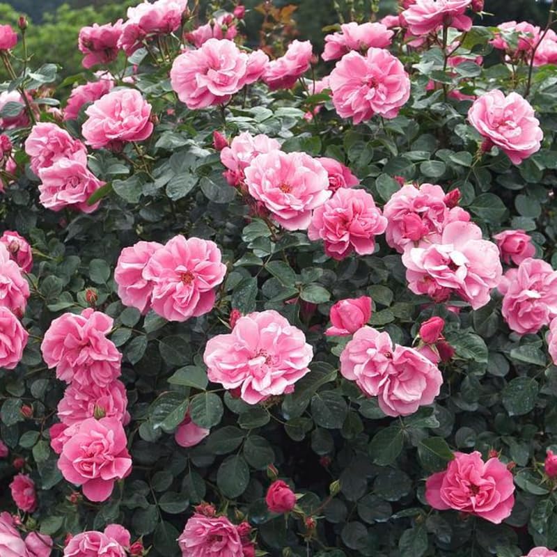 Climbing Live Rose Plant, Reblooming Rose Bush - Image 3