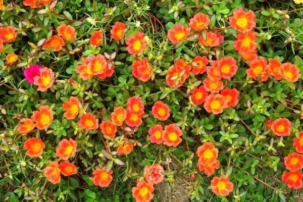 20000+ Moss Rose Seeds for Planting - Annual Flower, Ground Cover Seeds, Portulaca Grandiflora Mix, Vibrant Double Blooms, Heat & Drought Tolerant for Rock Gardens & Containers - Image 4